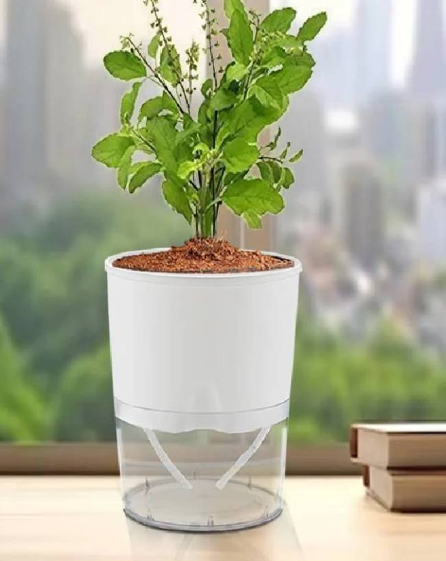 Tulsi-1-2-3-4