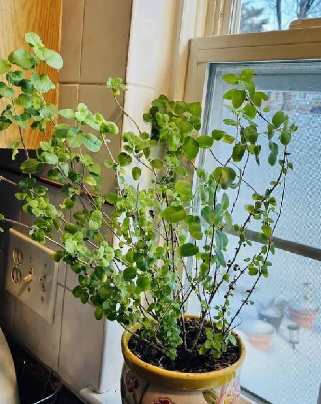Tulsi-1-2-3-4-5