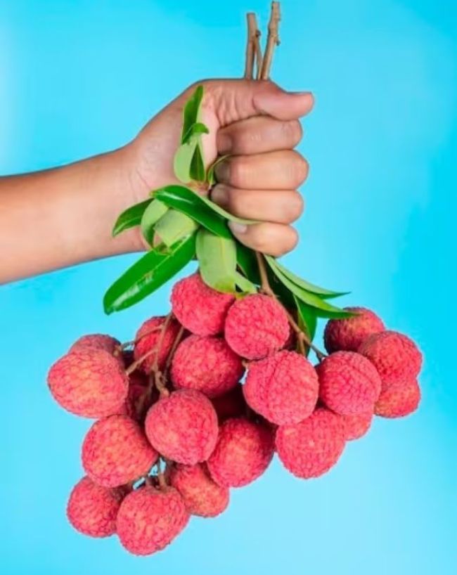Litchi worms harmful-1-2-3-4-5-6