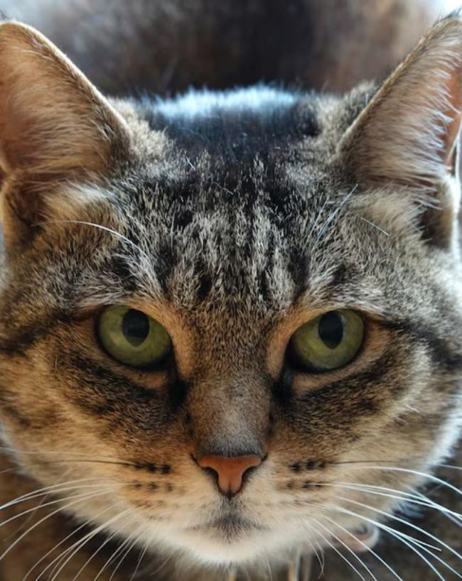cat hand microscope-1-2