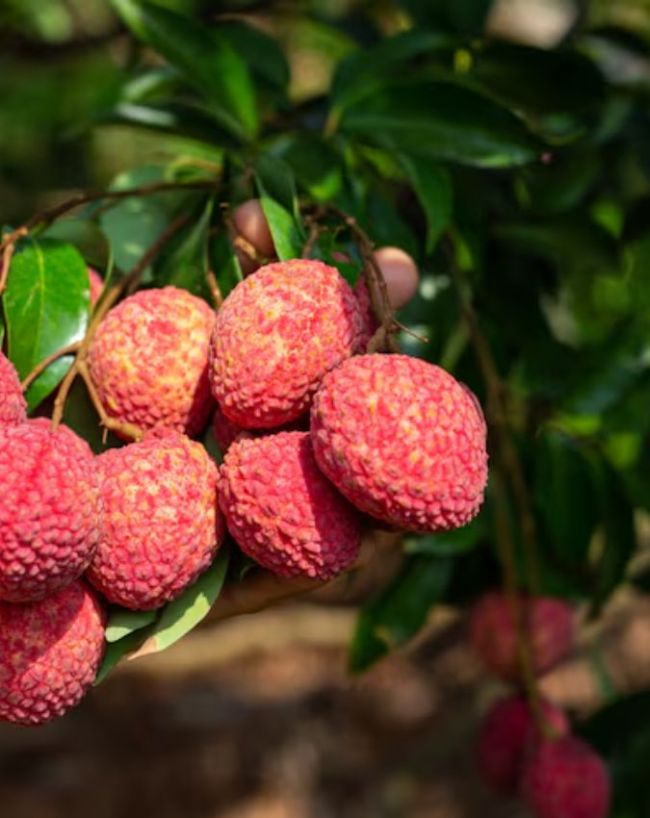 Litchi worms harmful-1-2-3-4-5