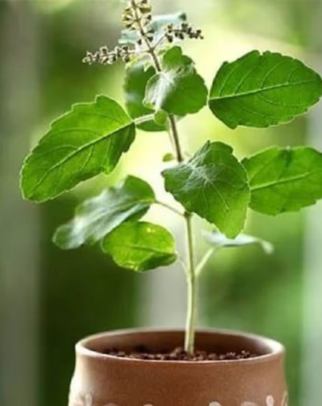 Herbs to boost immunity-1-2-3