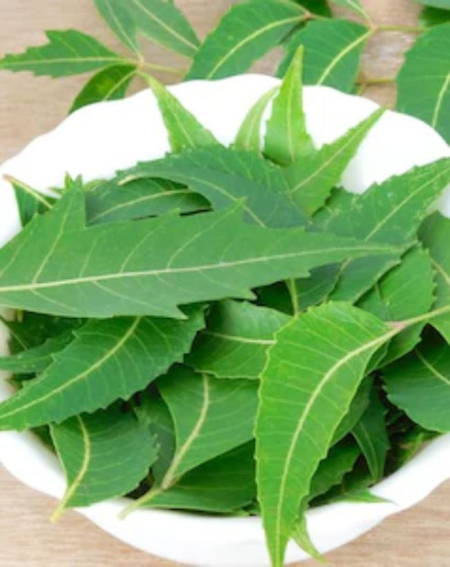 Herbs to boost immunity-1-2-3-4
