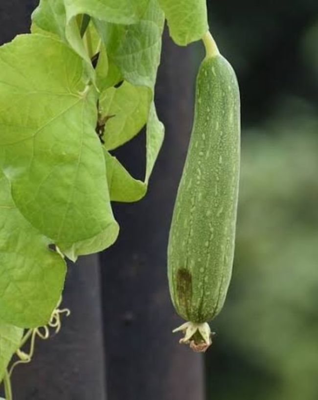 Monsoon Plants Growing Tips-1-2-3-4