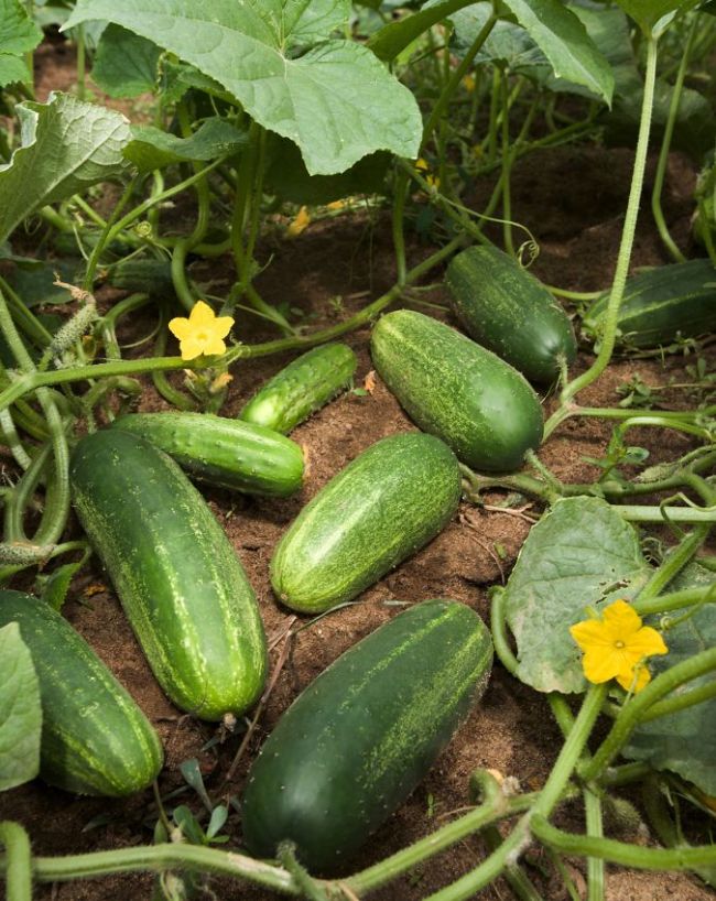 Monsoon Plants Growing Tips-1-2-3-4-5