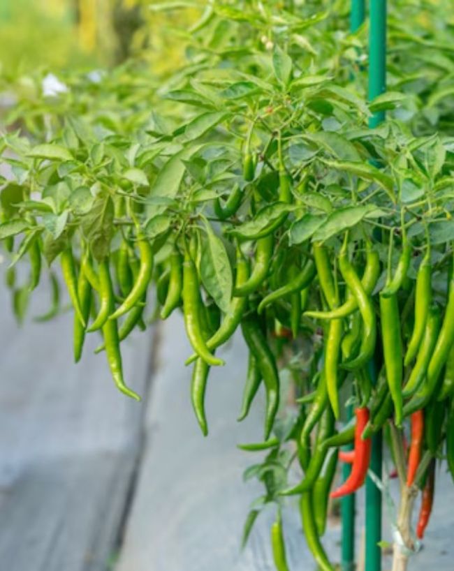 Monsoon Plants Growing Tips-1-2-3-4-5-6
