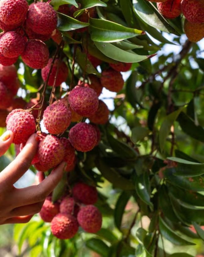 Litchi worms harmful-1-2-3-4