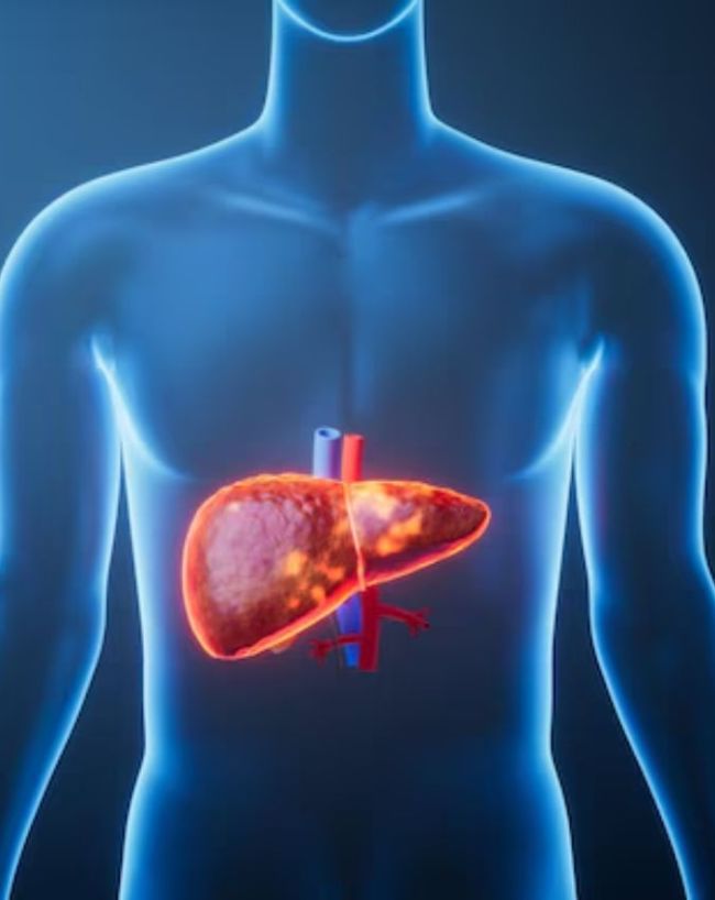 Liver Belly-1-2-3