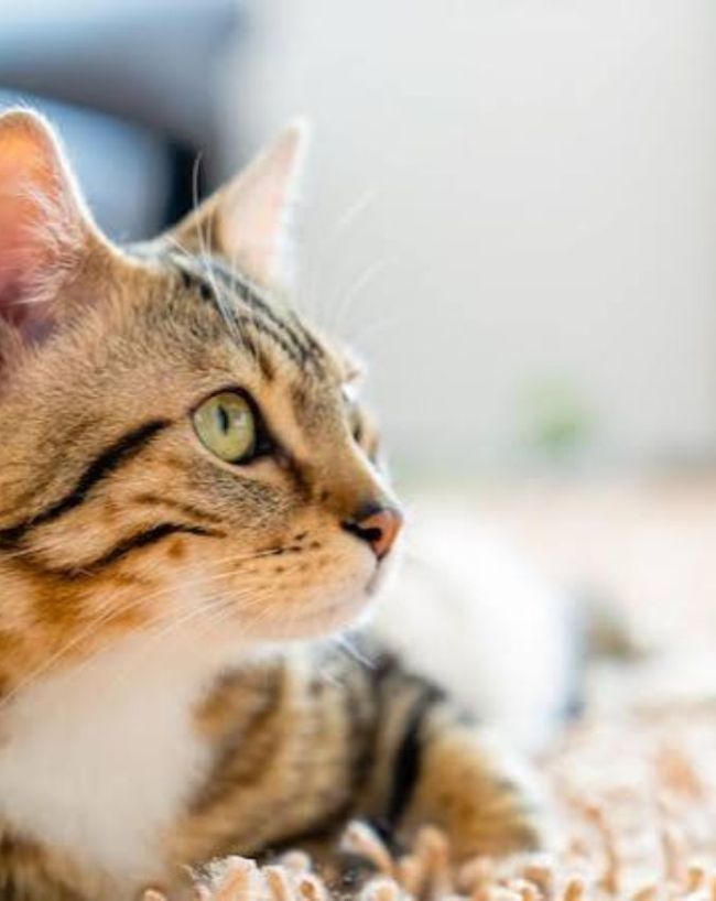 cat hand microscope-1-2-3-4