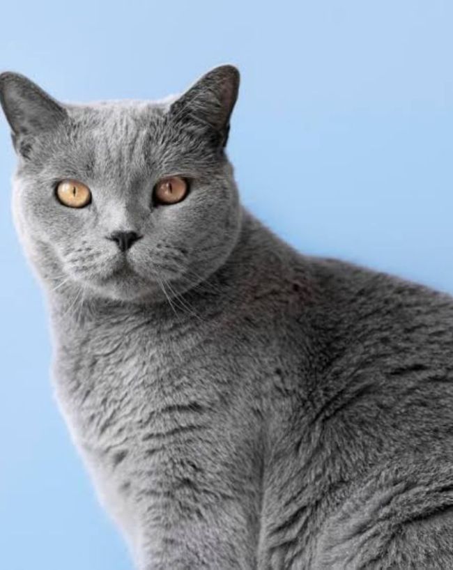 cat hand microscope-1-2-3-4-5