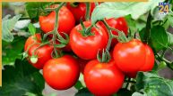 Tomatoes Planting Tips