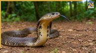 Water Snake Bite