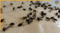 Mosquitoes Home Remedies