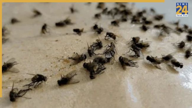 Mosquitoes Home Remedies