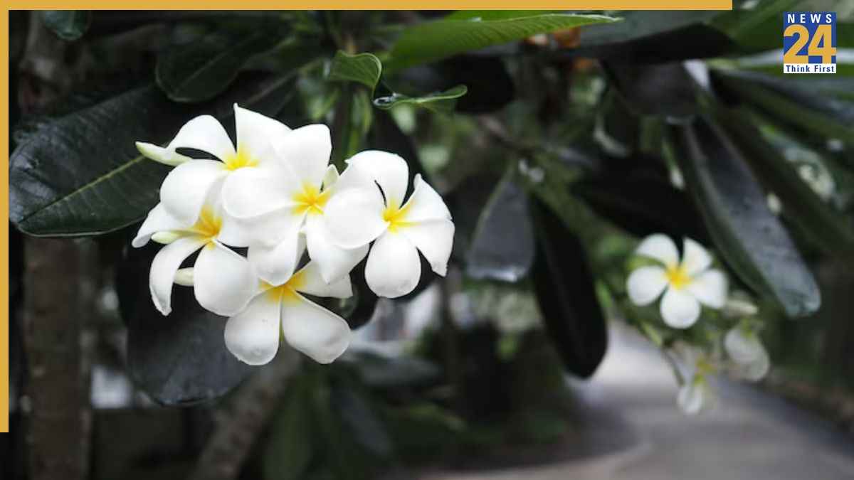 Gardening Tips: चंपा की कटिंग से ऐसे तैयार करें नया पौधा, कुछ ही दिनों में दिखेगा असर