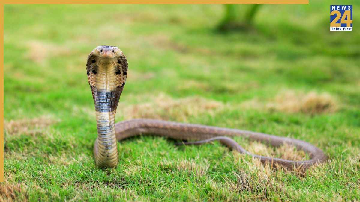 कोबरा अचानक आ जाए सामने तो न घबराएं, क्या करें और खुद को कैसे बचाएं? जानें आसान तरीके