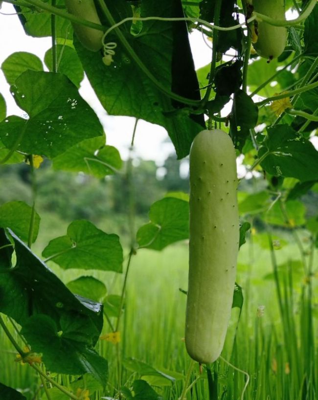 best monsoon vegetables-1-2-3