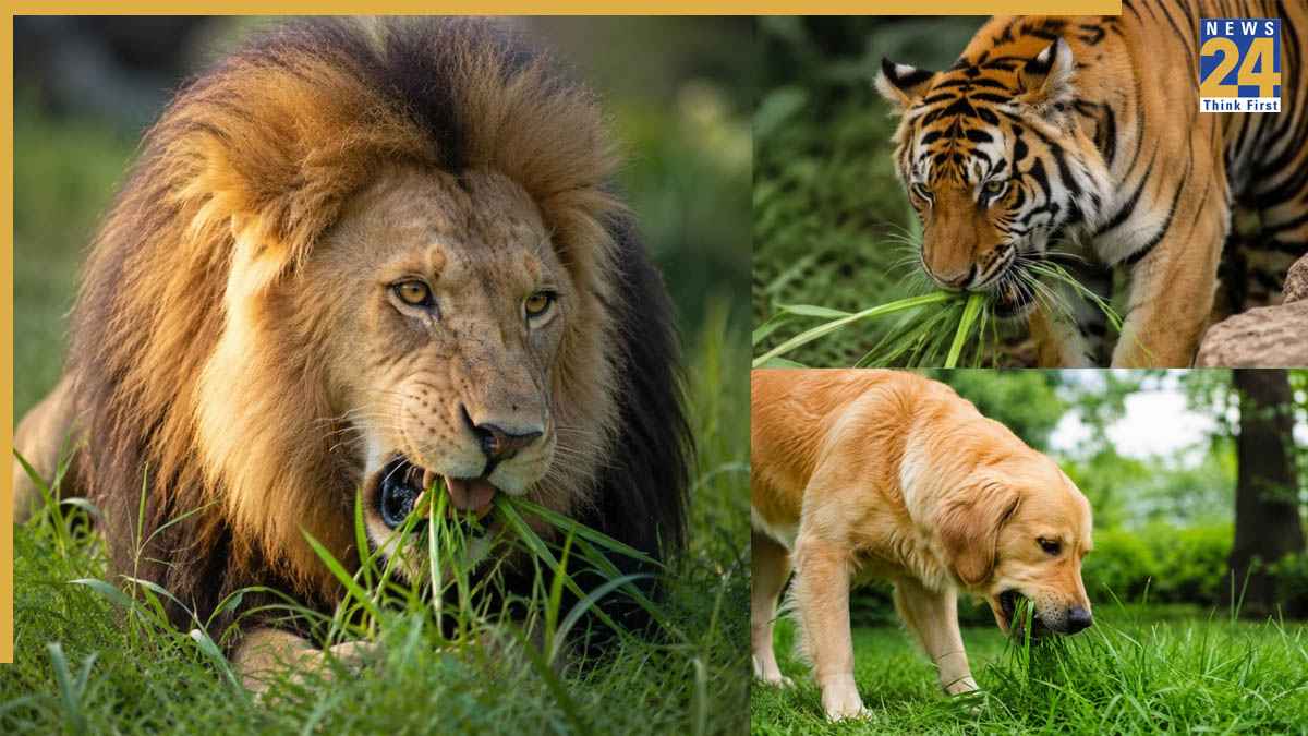 मांसाहारी जानवर भी खाते हैं घास! शौक नहीं, खुद के इलाज के लिए करना पड़ता है ये काम; फैक्ट जानकर चौंक जाएंगे