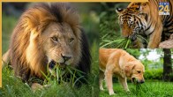 Why Do Carnivores Eat Grass