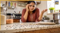 ANTS IN Kitchen