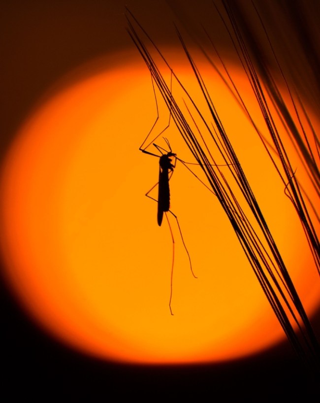 Ghar Me Dengue Ke Machhar Kahan Hote Hain Malaria -1-2-3-4-5-6-7
