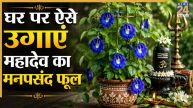 Aprajita Plant