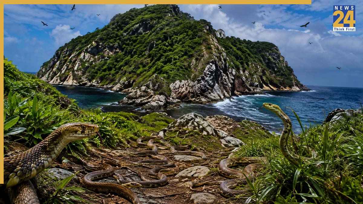 Ilha da Queimada Grande Snake
