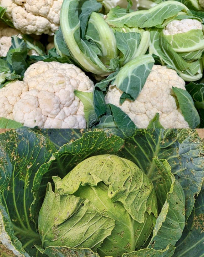 Rainy Season Leafy Greens Infection Risk-1-2-3-4-5-6