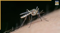 Chikungunya Symptoms