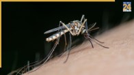 Chikungunya Symptoms