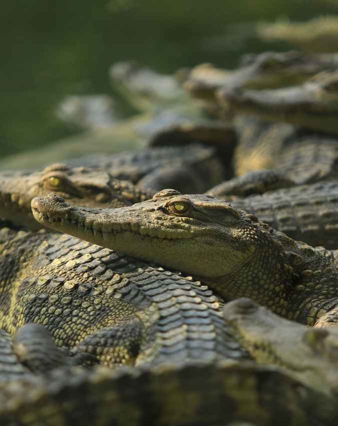 कई देशों में स्वाद के नजर से देखते हैं लोग