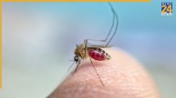 Dengue
