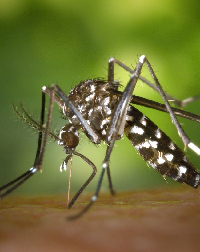 Ghar Me Dengue Ke Machhar Kahan Hote Hain Malaria -1-2-3-4-5-6