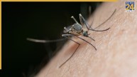 Early Symptoms Of Malaria Vs Viral Fever