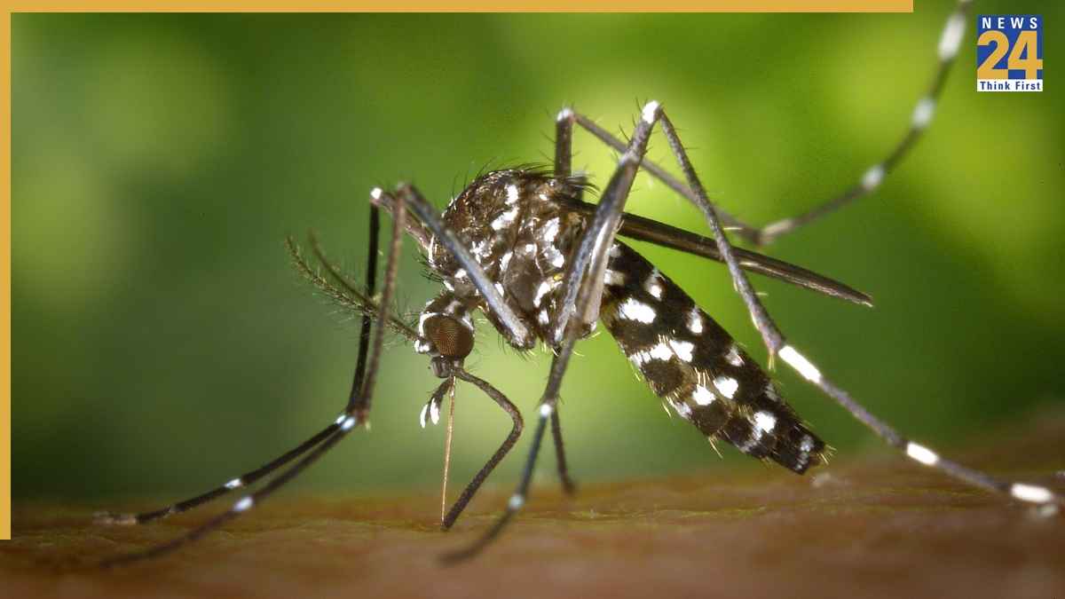 Dengue-Malaria Risk: घर में इन जगहों में पनप रहे हैं डेंगू, मलेरिया के मच्छर! आज ही करें सफाई वरना जाना पड़ सकता है अस्पताल