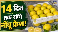 How To Keep Lemon Fresh