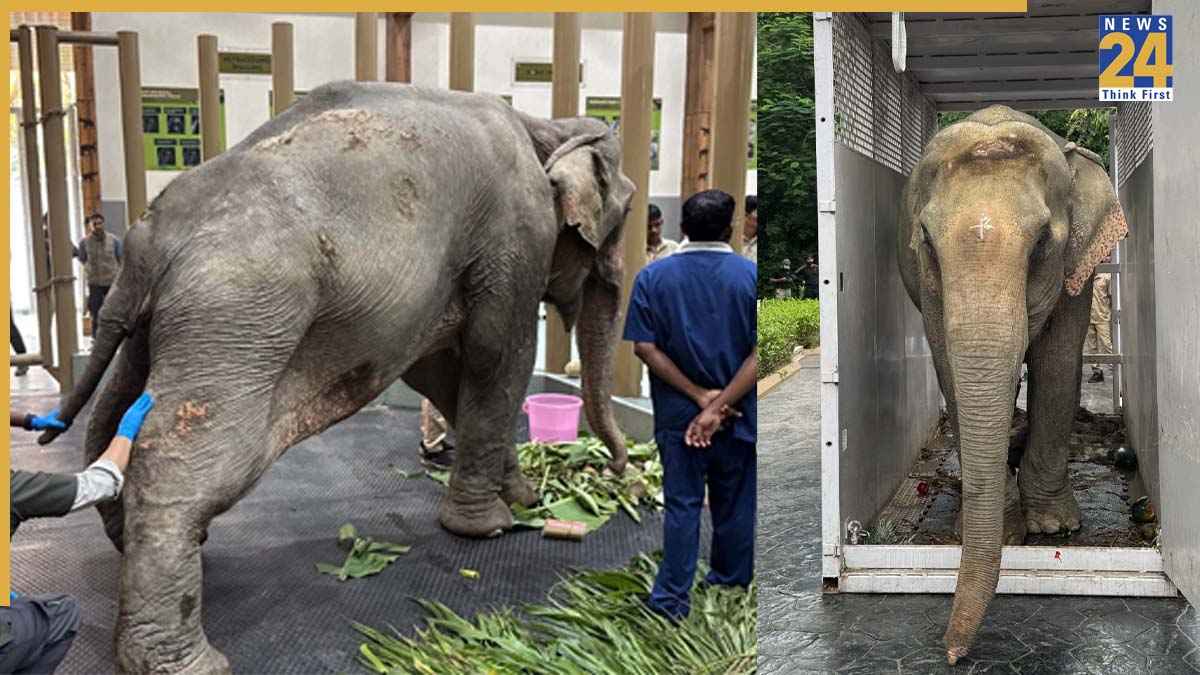 नागालैंड में बाढ़ से बचाई गई हथिनी 'जॉयमोती' वंतारा में एयरलिफ्ट, पुरानी-गंभीर चोटों का किया जाएगा इलाज