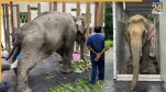 elephant joymoti | Vantara Jamnagar | Gujarat