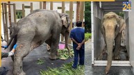 elephant joymoti | Vantara Jamnagar | Gujarat