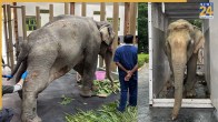 elephant joymoti | Vantara Jamnagar | Gujarat