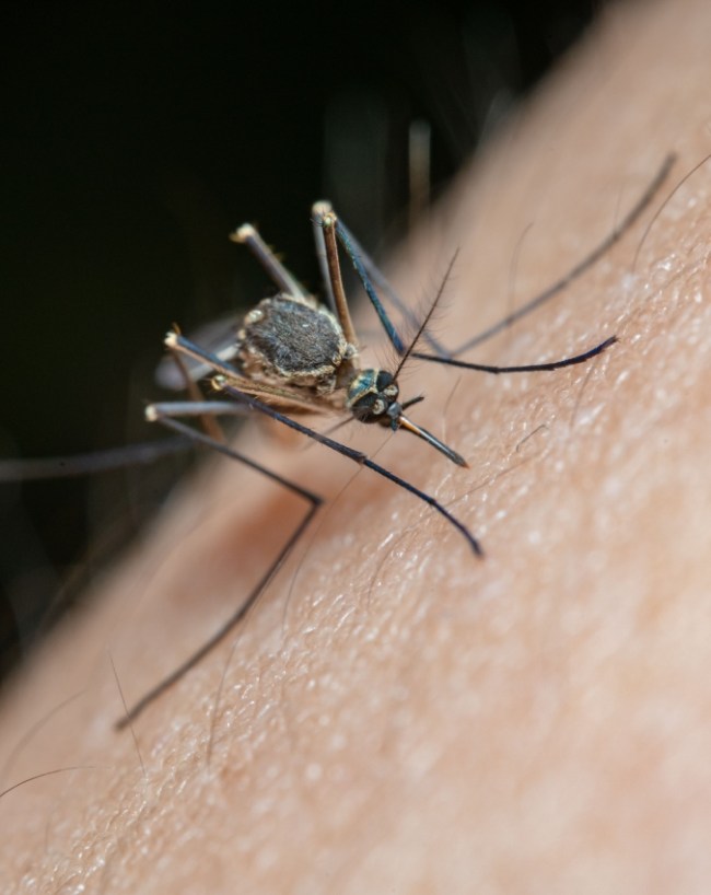 Ghar Me Dengue Ke Machhar Kahan Hote Hain Malaria -1-2-3-4