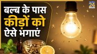 Light Insects Home Remedies