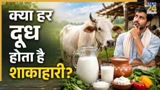 क्या दूध भी होता है मांसाहार? जानिए वेज और नॉनवेज दूध में क्या होता है अंतर, कैसे किया जाता तैयार