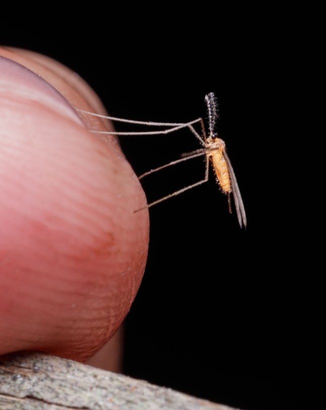 Ghar Me Dengue Ke Machhar Kahan Hote Hain Malaria -1-2-3