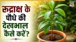 Rudraksha Plant Care