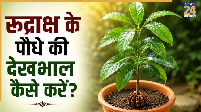 Rudraksha Plant Care