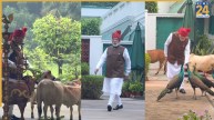 इंस्टाग्राम पर PM मोदी का नया वीडियो, मोर को दाना गायों को चारा खिलाते दिखे, स्वतंत्रता दिवस समारोह से पहले किया कैप्चर