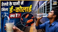 E coli kya hota hai