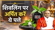 Kaalchakra: शिवलिंग पर अर्पित कर सकते हैं कई प्रकार के पत्ते, पंडित सुरेश पांडेय से जानिए पूजा के नियम