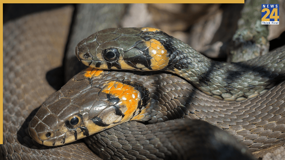 Signs Of A Snake In The House